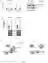 Fig. 13 - CANCER THERAPY BY MODIFYING NEOANTIGEN EXPRESSION