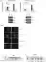 Fig. 18 - CANCER THERAPY BY MODIFYING NEOANTIGEN EXPRESSION