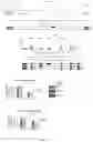 Fig. 19 - CANCER THERAPY BY MODIFYING NEOANTIGEN EXPRESSION