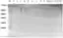 Fig. 01 - Engineered Hansenula fungi efficiently expressing CA10 virus-like particles and uses thereof