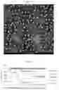 Fig. 04 - Engineered Hansenula fungi efficiently expressing CA10 virus-like particles and uses thereof