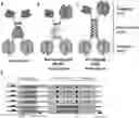 Fig. 01 - Vaccine molecules