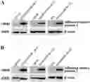 Fig. 01 - Immunogen for broad-spectrum influenza vaccine and application thereof