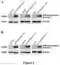 Fig. 02 - Immunogen for broad-spectrum influenza vaccine and application thereof