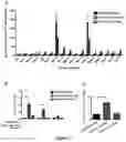 Fig. 03 - Immunogen for broad-spectrum influenza vaccine and application thereof