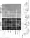 Fig. 13 - Modified viruses