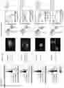 Fig. 18 - Modified viruses