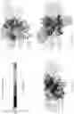 Fig. 20 - Modified viruses