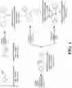 Fig. 02 - Integrin agonists or activating compounds and methods for making and using same