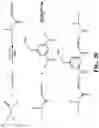 Fig. 28 - Integrin agonists or activating compounds and methods for making and using same