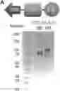 Fig. 01 - METHODS AND COMPOSITIONS FOR TREATING INFLAMMATORY AND AUTOIMMUNE CONDITIONS WITH ECM-AFFINITY PEPTIDES LINKED TO ANTI-INFLAMMATORY AGENTS