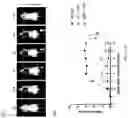 Fig. 06 - METHODS AND COMPOSITIONS FOR TREATING INFLAMMATORY AND AUTOIMMUNE CONDITIONS WITH ECM-AFFINITY PEPTIDES LINKED TO ANTI-INFLAMMATORY AGENTS