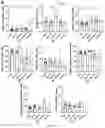 Fig. 22 - METHODS AND COMPOSITIONS FOR TREATING INFLAMMATORY AND AUTOIMMUNE CONDITIONS WITH ECM-AFFINITY PEPTIDES LINKED TO ANTI-INFLAMMATORY AGENTS