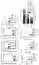 Fig. 33 - METHODS AND COMPOSITIONS FOR TREATING INFLAMMATORY AND AUTOIMMUNE CONDITIONS WITH ECM-AFFINITY PEPTIDES LINKED TO ANTI-INFLAMMATORY AGENTS