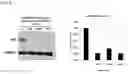 Fig. 05 - DOUBLE STRANDED OLIGONUCLEOTIDE CONSTRUCT COMPRISING ANDROGEN RECEPTOR SPECIFIC SEQUENCE, AND COMPOSITION FOR PREVENTING HAIR LOSS AND PROMOTING HAIR GROWTH COMPRISING SAME