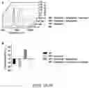 Fig. 07 - SYNTHESIS OF BIOMIMETIC CELL WALL STRUCTURE