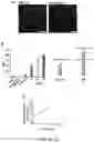 Fig. 08 - SYNTHESIS OF BIOMIMETIC CELL WALL STRUCTURE