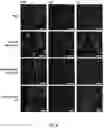 Fig. 11 - SYNTHESIS OF BIOMIMETIC CELL WALL STRUCTURE