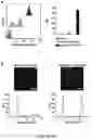 Fig. 12 - SYNTHESIS OF BIOMIMETIC CELL WALL STRUCTURE