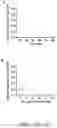 Fig. 13 - SYNTHESIS OF BIOMIMETIC CELL WALL STRUCTURE