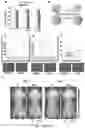 Fig. 15 - SYNTHESIS OF BIOMIMETIC CELL WALL STRUCTURE