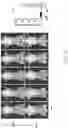Fig. 19 - SYNTHESIS OF BIOMIMETIC CELL WALL STRUCTURE
