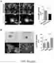 Fig. 21 - SYNTHESIS OF BIOMIMETIC CELL WALL STRUCTURE