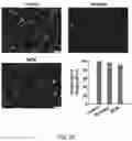 Fig. 24 - SYNTHESIS OF BIOMIMETIC CELL WALL STRUCTURE