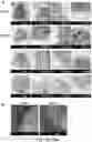 Fig. 25 - SYNTHESIS OF BIOMIMETIC CELL WALL STRUCTURE