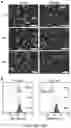 Fig. 27 - SYNTHESIS OF BIOMIMETIC CELL WALL STRUCTURE