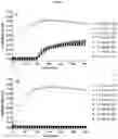 Fig. 08 - HUMAN SERUM ALBUMIN IN FORMULATIONS