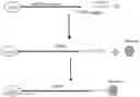 Fig. 01 - Mannose-based mRNA targeted delivery system and use thereof