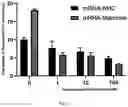 Fig. 08 - Mannose-based mRNA targeted delivery system and use thereof