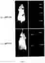 Fig. 09 - Mannose-based mRNA targeted delivery system and use thereof
