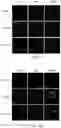 Fig. 05 - COMPOSITIONS AND METHODS FOR PREVENTING OR REDUCING INFLAMMATION BY INHIBITING CASPASE-9