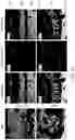 Fig. 06 - COMPOSITIONS AND METHODS FOR PREVENTING OR REDUCING INFLAMMATION BY INHIBITING CASPASE-9