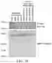 Fig. 08 - COMPOSITIONS AND METHODS FOR PREVENTING OR REDUCING INFLAMMATION BY INHIBITING CASPASE-9