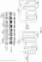 Fig. 09 - COMPOSITIONS AND METHODS FOR PREVENTING OR REDUCING INFLAMMATION BY INHIBITING CASPASE-9