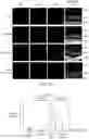 Fig. 10 - COMPOSITIONS AND METHODS FOR PREVENTING OR REDUCING INFLAMMATION BY INHIBITING CASPASE-9