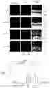 Fig. 12 - COMPOSITIONS AND METHODS FOR PREVENTING OR REDUCING INFLAMMATION BY INHIBITING CASPASE-9