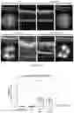 Fig. 17 - COMPOSITIONS AND METHODS FOR PREVENTING OR REDUCING INFLAMMATION BY INHIBITING CASPASE-9