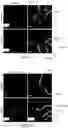 Fig. 27 - COMPOSITIONS AND METHODS FOR PREVENTING OR REDUCING INFLAMMATION BY INHIBITING CASPASE-9