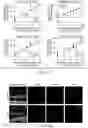 Fig. 29 - COMPOSITIONS AND METHODS FOR PREVENTING OR REDUCING INFLAMMATION BY INHIBITING CASPASE-9