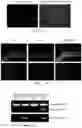 Fig. 31 - COMPOSITIONS AND METHODS FOR PREVENTING OR REDUCING INFLAMMATION BY INHIBITING CASPASE-9