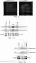 Fig. 34 - COMPOSITIONS AND METHODS FOR PREVENTING OR REDUCING INFLAMMATION BY INHIBITING CASPASE-9