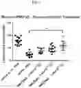 Fig. 07 - COMPOSITIONS USEFUL IN TREATMENT OF KRABBE DISEASE