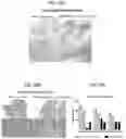 Fig. 30 - COMPOSITIONS USEFUL IN TREATMENT OF KRABBE DISEASE