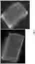 Fig. 06 - COMPOSITIONS AND METHODS FOR REPROGRAMMING DISEASED MUSCULOSKELETAL CELLS