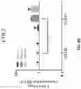 Fig. 12 - COMPOSITIONS AND METHODS FOR REPROGRAMMING DISEASED MUSCULOSKELETAL CELLS