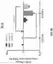 Fig. 17 - COMPOSITIONS AND METHODS FOR REPROGRAMMING DISEASED MUSCULOSKELETAL CELLS
